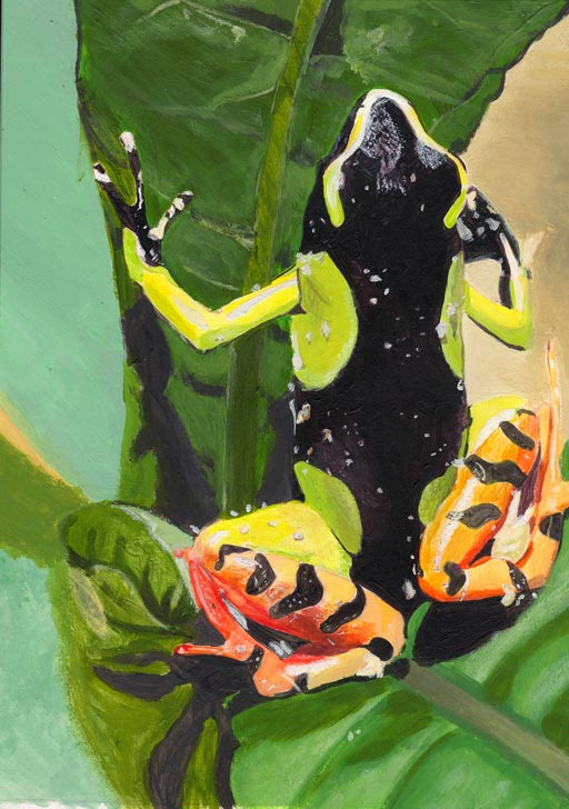 Grenouille - Acrylique